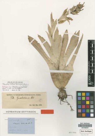 Tillandsia grisebachiana Baker [type]