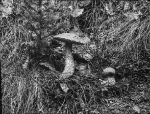 Laubwald-Rotkappe : Laubwald-Rotkappe (Leccinum aurantiacum Gray).
