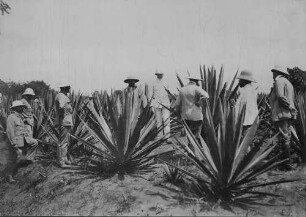 Kolonialbeamte auf der Prinz-Albrecht-Plantage (Sisal Agaven)
