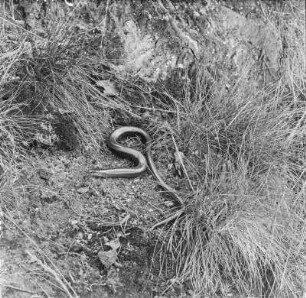 Blindschleiche : Blindschleiche (Angius fragilis Linnaeus).