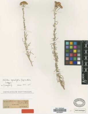 Achillea spinulifolia Fenzl. ex Boiss. [isotype]