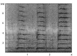 Trompeterschwan | Cygnus buccinator - Lautfolge