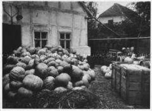 Kürbisse im Hof einer Kürbis-und Gurkeneinlegerei in Lübbenau im Spreewald