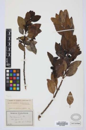 Ilex canariensis canariensis Poir.