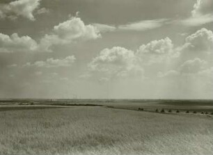 Seeburg, Roggenbestand, vor der Ernte