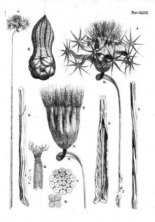 Plate XXXVII
