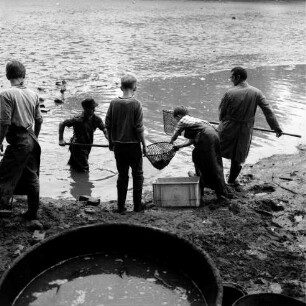 Abfischen: Schwarzer Teich: Wasser abgelassen, schlammiger Teichgrund: Fischer und Jungen beim Abfangen der Fische in Wasserrinne, mit Kescher, Kunststoffkiste: vorne Holzbottich