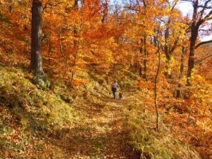 Herbsttag im Selketal : Das Tal des kleinen Flusses Selke im Unterharz ist ein beliebtes Wandergebiet. Aufgenommen an einem sonnigen Herbsttag, am 21. Oktober 2012, bei Alexisbad. Foto Uwe Gerig
