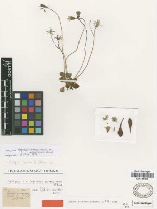 Lagoseris nemausensis M.Bieb. var. bellidioides Griseb.[syntype]