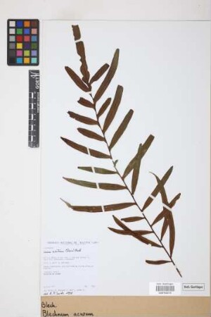 Blechnum acutum (Desv.) Mett.