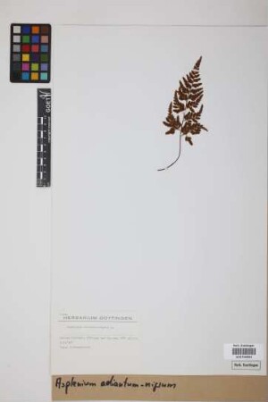 Asplenium adiantum-nigrum L.