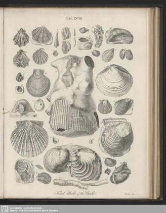 Tab. XXVIII. Fossil Shells of the Chalk