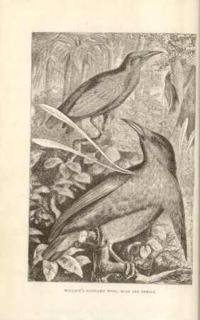 Wallac's standard wing, male and female