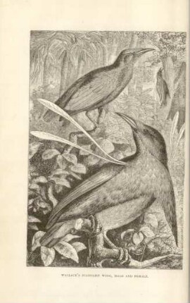 Wallac's standard wing, male and female
