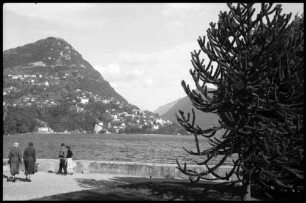 Lugano: Blick auf Lugano, Vordergrund Araucarie