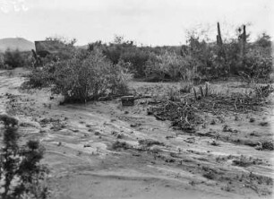 Vegetation : Blick über eine Vegetationsfläche