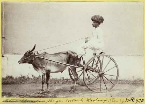 Hackery Bullock unique (Tamil)