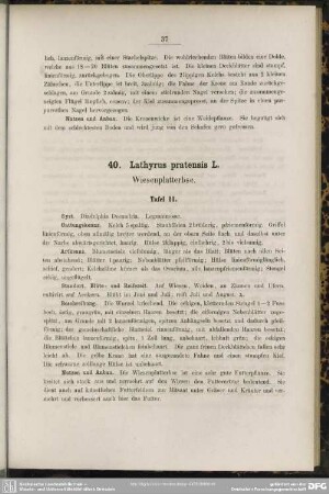 40. Lathyrus pratensis L. Wiesenplatterbse