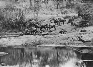 Gnus und Warzenschweine : Gnus und Warzenschweine an einer Wasserstelle im Krüger-National-Park