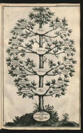 Arbor II.
