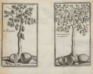 le jacquier. Arbre qui porte les durtons