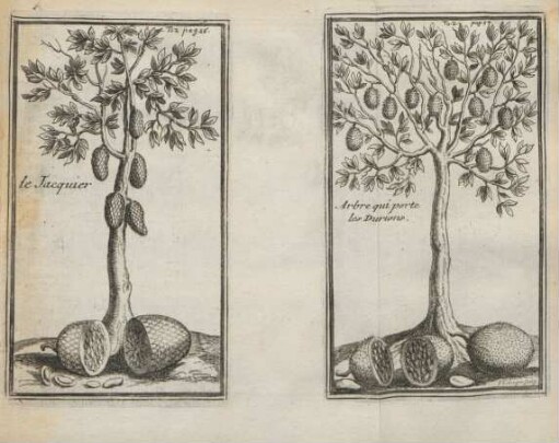 le jacquier. Arbre qui porte les durtons