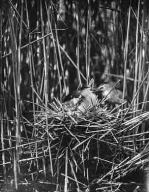 Zwergdommel : Zwergdommeln (Ixobrychus minutus Linnaeus) im Nest.