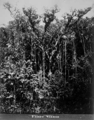 Urwald : Urwaldvegetation in der Umgebung des Flusses Amazonas