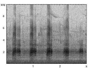 Stockente | Anas platyrhynchos - Ruf
