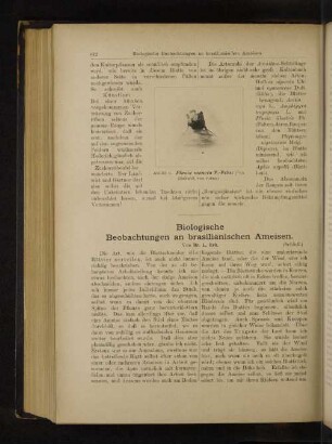 Biologische Beobachtungen an brasilianischen Ameisen.