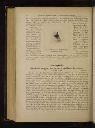 Biologische Beobachtungen an brasilianischen Ameisen.