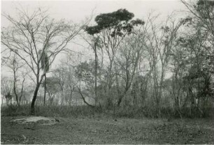 Vegetation in der Nähe der Fazenda Arara