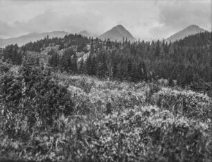 Wald : Blick über eine Waldfläche im Gebirge