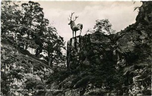 "Der Hirschsprung im Höllental (Schwarzwald)"