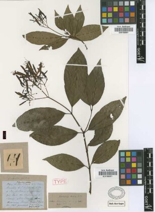 Palicourea pulchra Griseb. [syntype]