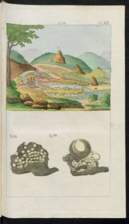 Taf. IX. Fig. 33. - Fig. 34.