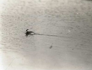 Rothalstaucher (Podiceps grisegena Bodd.), schwimmend
