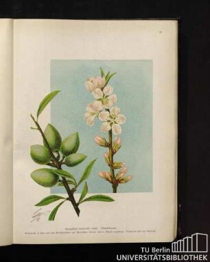 Amygdalus communis Linné. Mandelbaum.