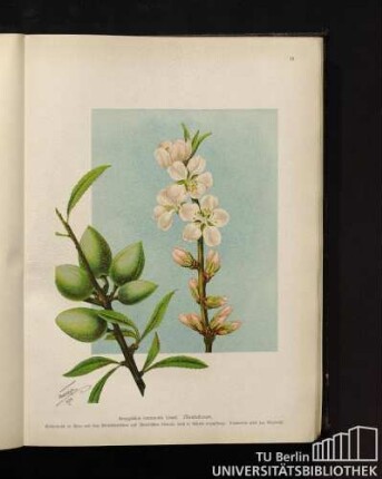 Amygdalus communis Linné. Mandelbaum.