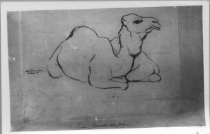 Liegendes Dromedar mit Jungem. Kohlezeichnung (1934; E. Richter). Dresden-Südvorstadt, Eisenstuckstraße, Atelier der Künstlerin