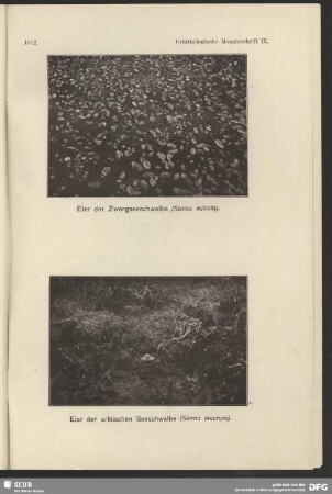 Eier der Zwergseeschwalbe, Sterna minuta