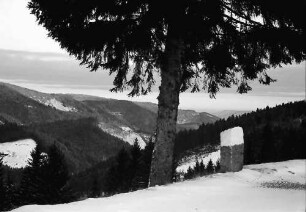 Rohrhardsberg: Blick von Rohrhardsberg auf Oberes Prechtal, Vordergrund Tanne