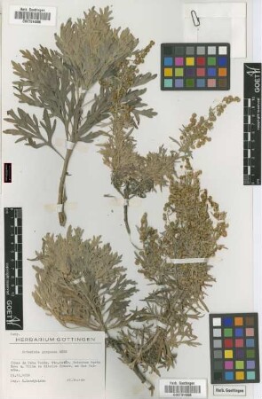 Artemisia gorgonea Webb