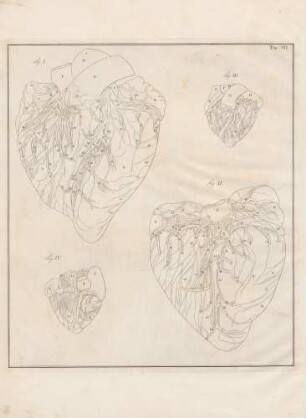 Equini, et vitulini cordis nervi (Lineartafel)