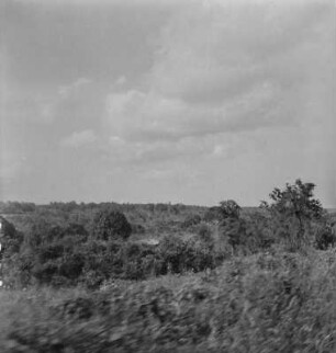 Plantage : Blick über Pflanzen auf einer Plantage