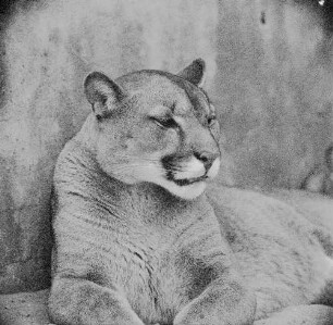 Zootiere. Puma