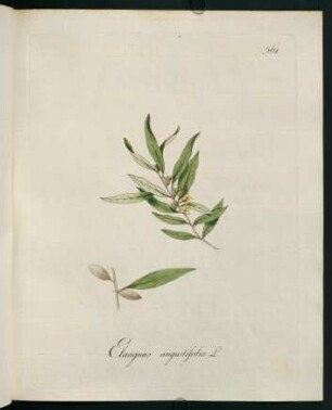 Elaeagnus angustifolia L.