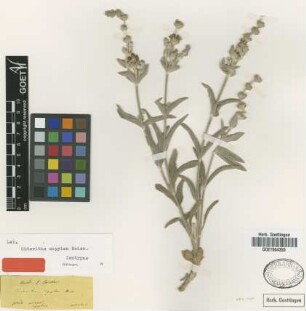 Sideritis sipylea Boiss. [isotype]