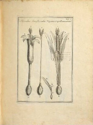 Josephi Pitton Tournefort Aquisextiensis, Doctoris Medici Parisiensis ... Institutiones Rei Herbariæ, Tomus II.
