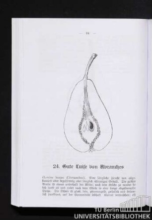 24. Gute Luise von Avranches